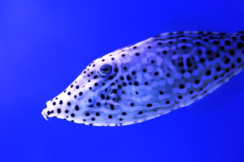 Fish in ocean