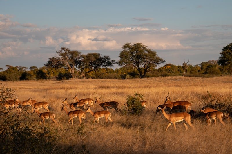 Herd of impalas botswana