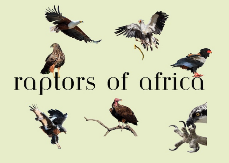 Raptors of Africa collage