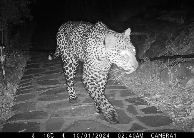 Leopard at camera trap