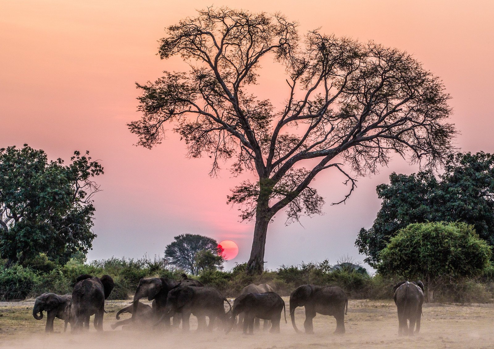 Elephants under combretum at sunset