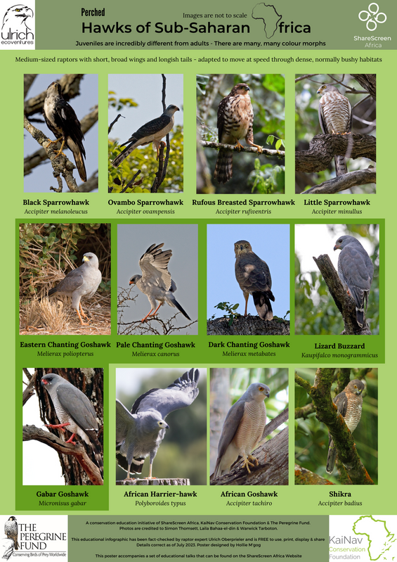 Infographic Hawks of sub-saharan africa