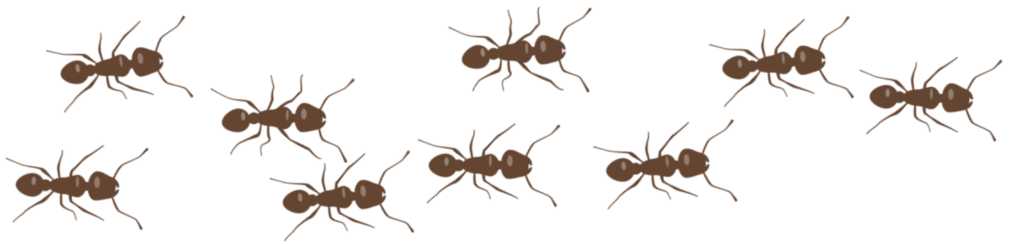 safari ants
