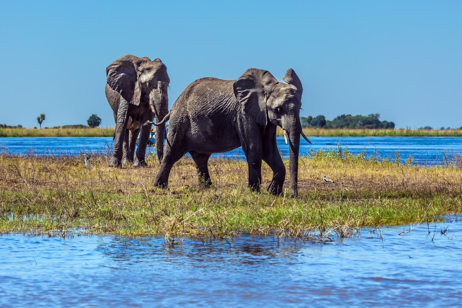Two elephants in Chobe River