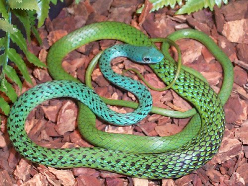A speckled green snake Kenya Coast