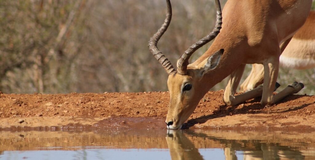 Impala drinking at waterhole in africa