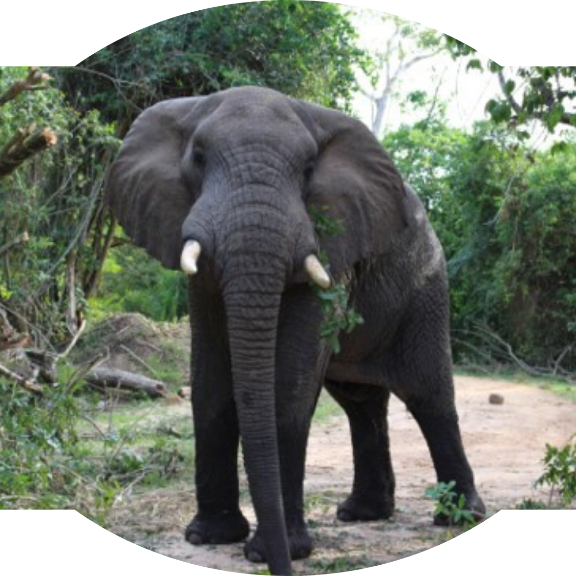 Elephant in a forest