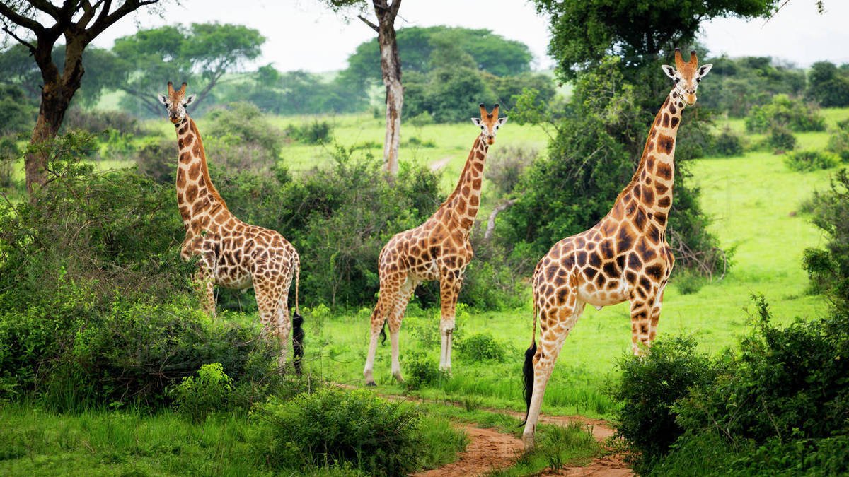 Three giraffe at Lake Mburo Uganda