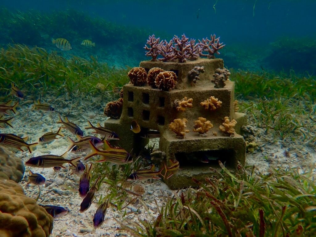 Regenerating a coral reef with concrete blocks