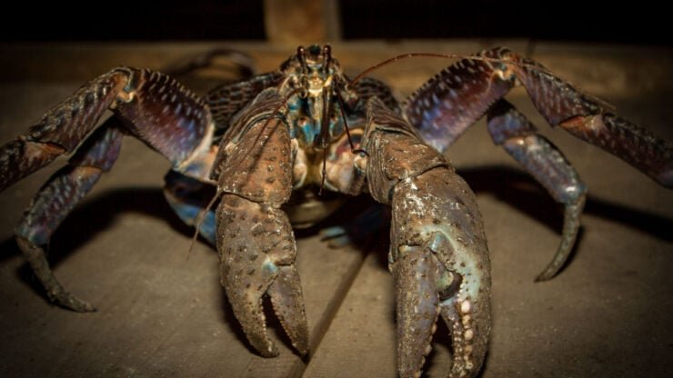 A coconut crab