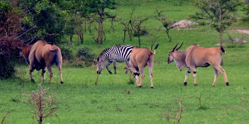 Giraffe and eland in lake Mburo NP Uganda